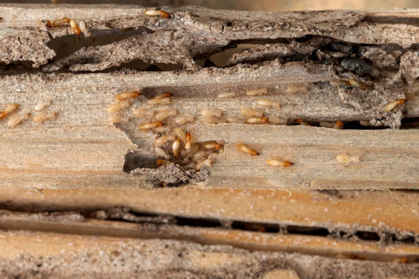 Best Pest Removal Services  in Rupert, WV
